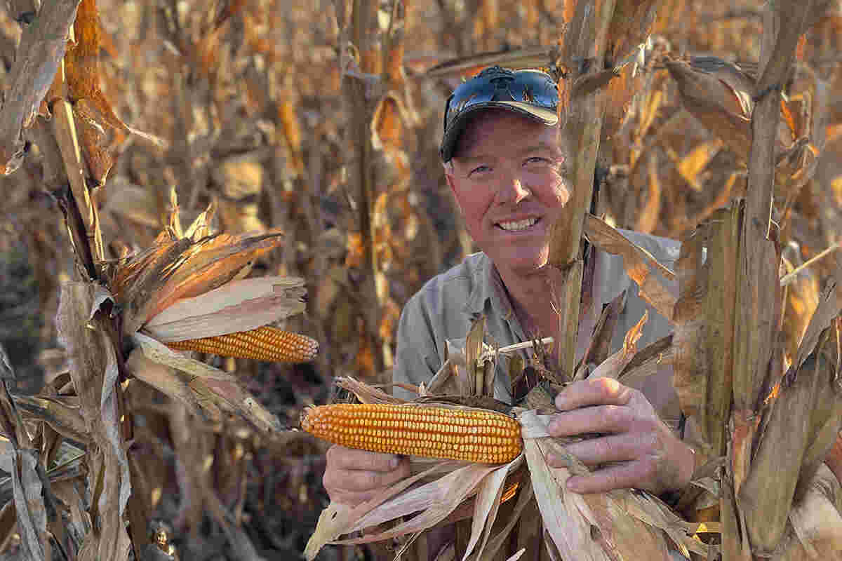 Photo: Phil Crothers shows off the results of his P1837 corn hybrid on his property near Warwick, Qld.  (Photo: Pioneer Seeds)