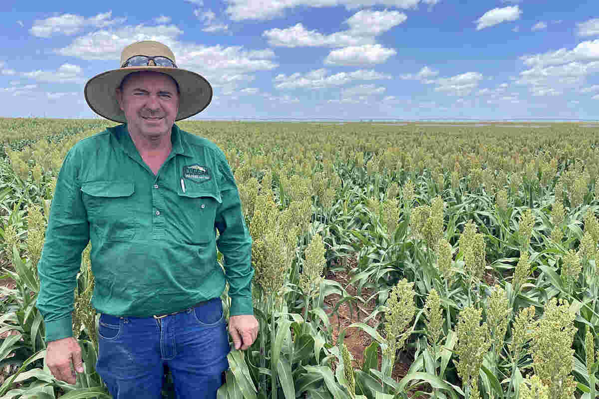 Westmar grower Phillip Coggan looks to Pioneer's A66 grain sorghum for its reliability and toughness on the Western Downs.