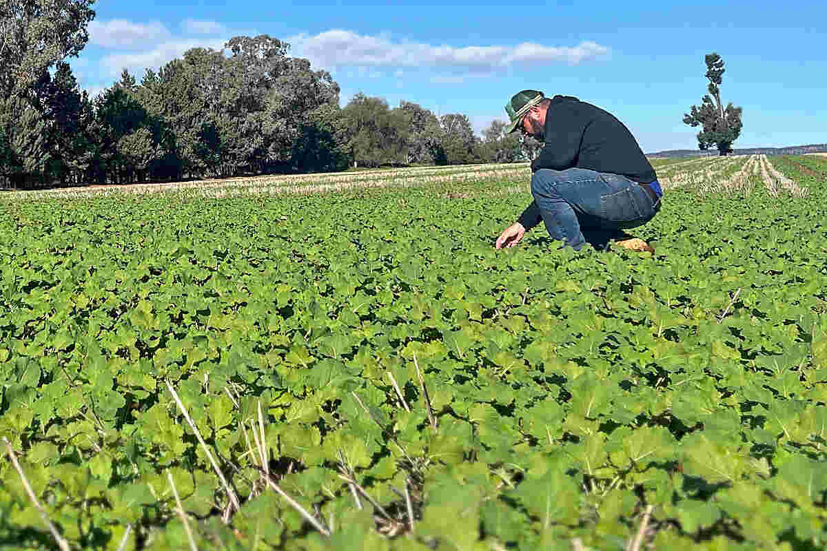 Pioneer Farm Services Consultant Chris Wolski inspecting new Optimum GLY PY422G in a side-by-side trial with a hybrid canola from another company near Grenfell, NSW.
