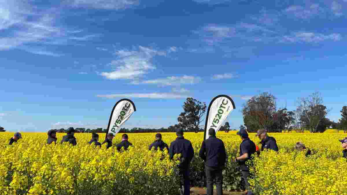Canola field walks (Qld, Western Downs)