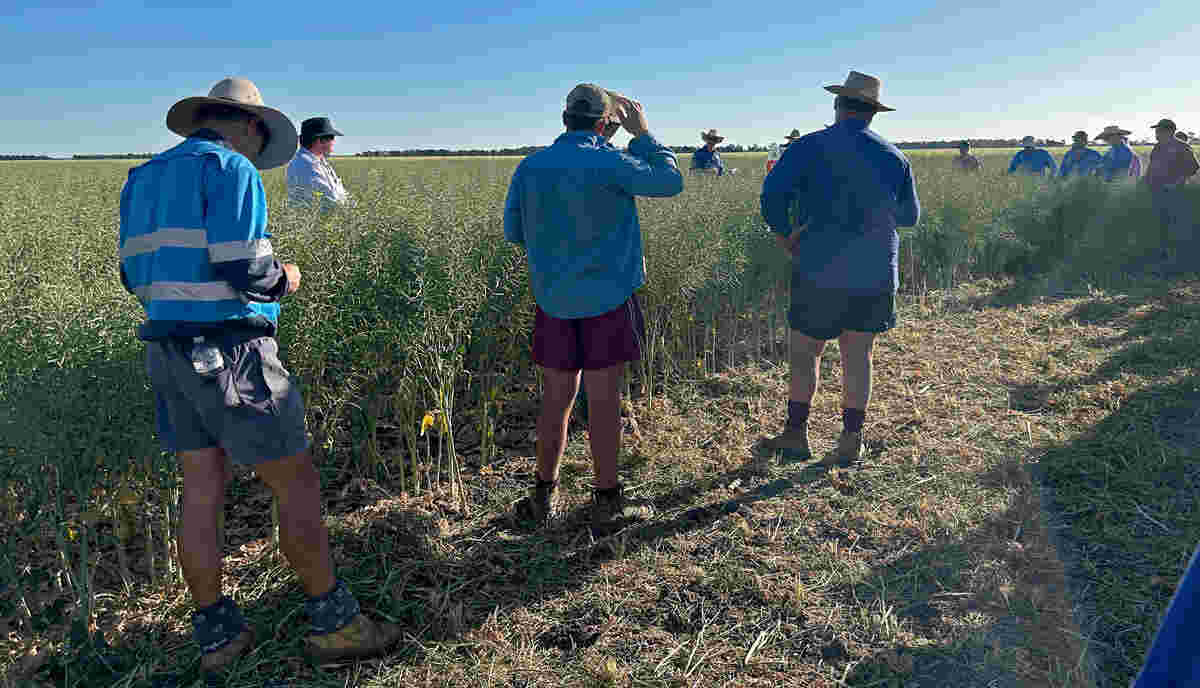 More than 90 growers, agronomists, consultants and retailers attended a series of canola field walks on Queensland’s Western Darling Downs in August.