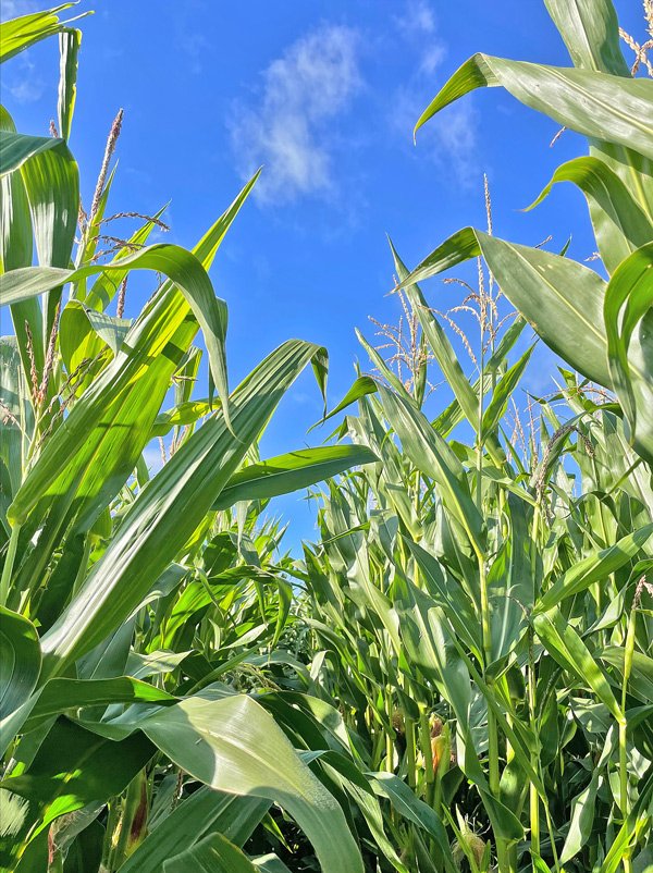 600px-P7524-corn.jpg
