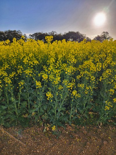 400px-canola-talbot.jpg