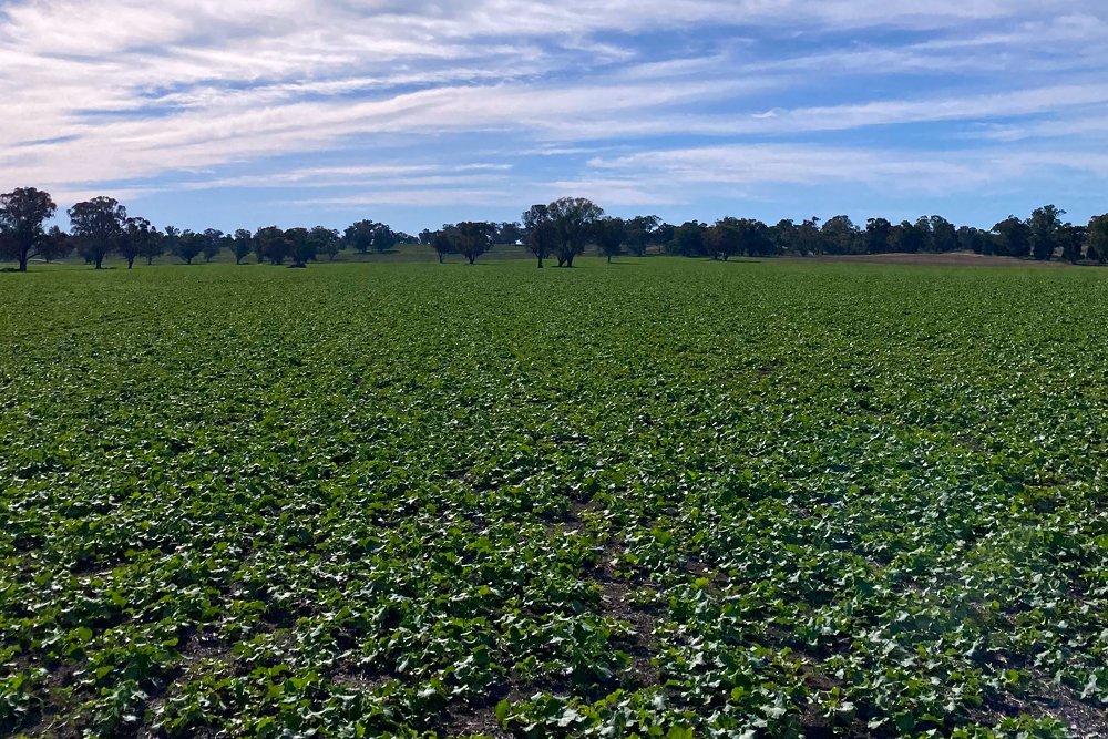 PY422G Optimum GLY herbicide tolerance canola hybrid better control weeds in challenging conditions and maximise yield.jpg