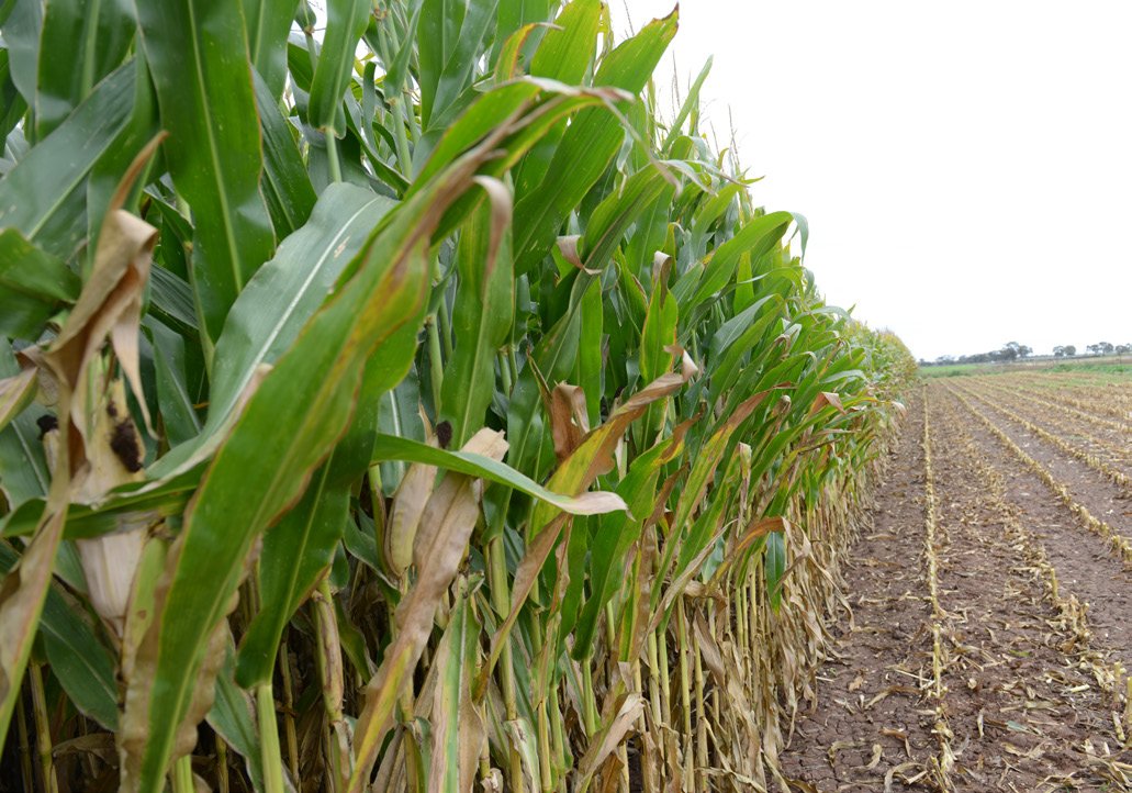 11CFT-corn.jpg