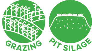 PIO24006 Icons_Mega Sweet.png