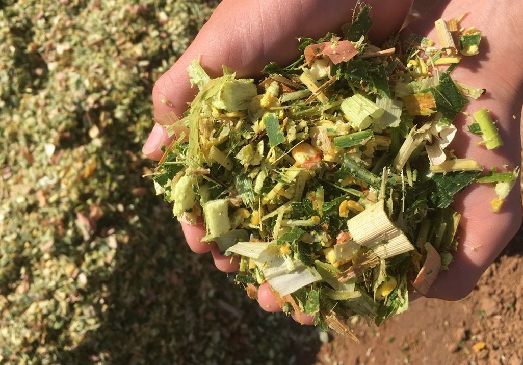 Silage-chop.jpg