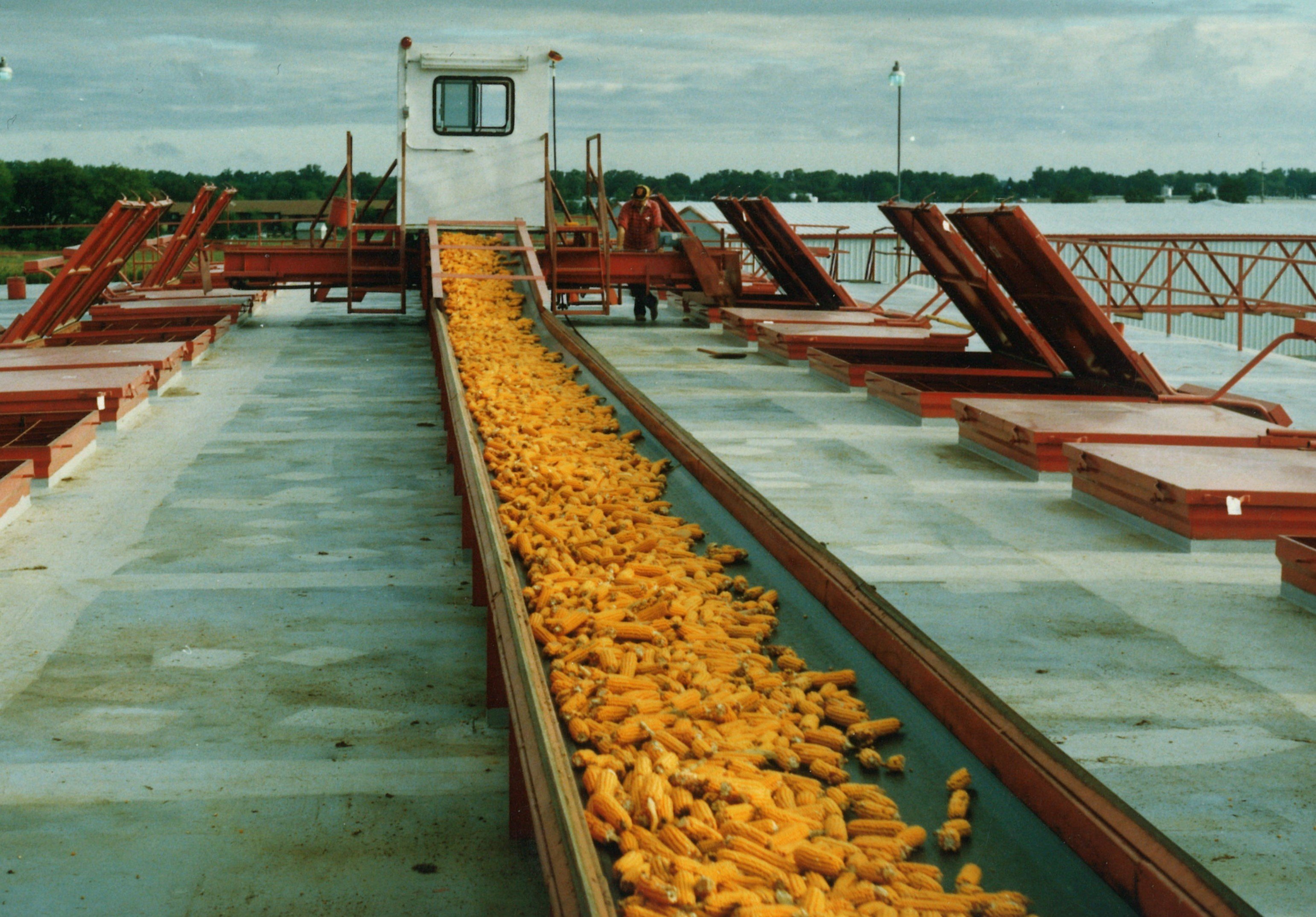 corn production narromine.jpg