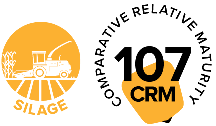 P07003 BMR - Segments and CRM.png