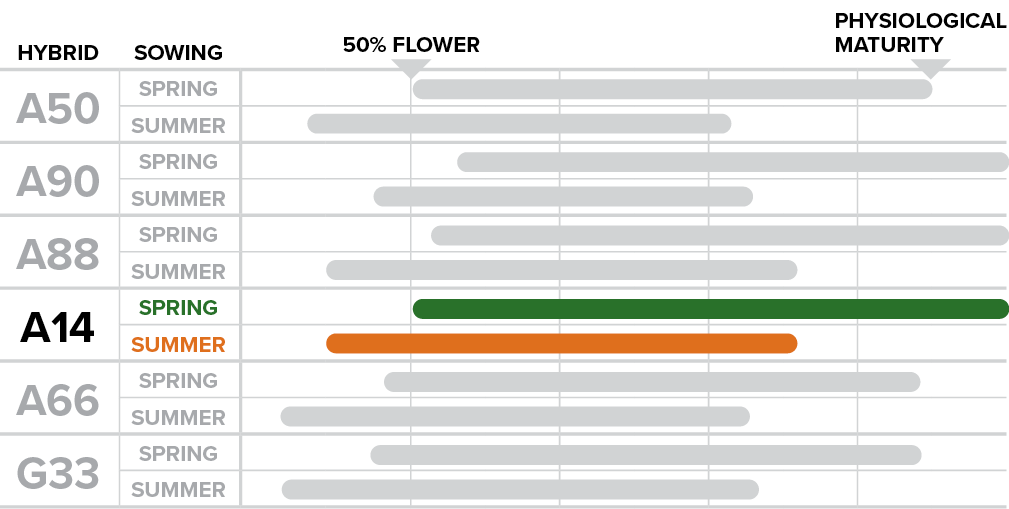 A14 - How sowing time affects phenological performance.png