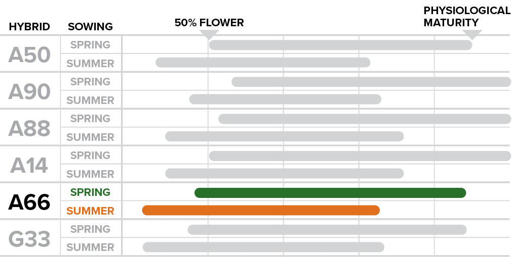 A66 - How sowing time affects phenological performance.png