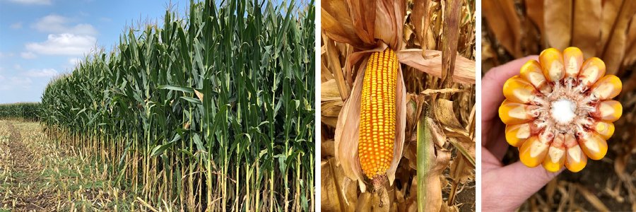 P1837_Corn-img-01.jpg