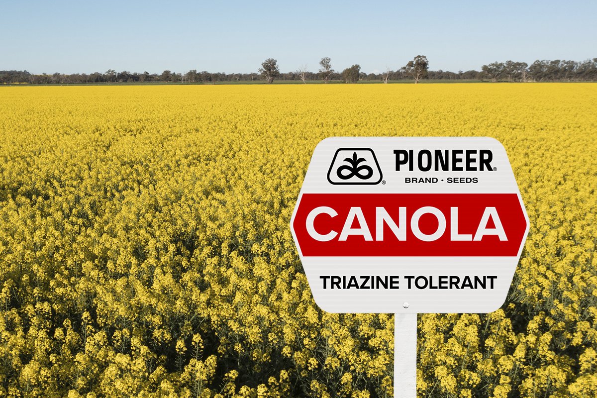 GS040 Q3 activities 2026 - Website canola page 600x400 v1_TRIAZINE TO.jpg