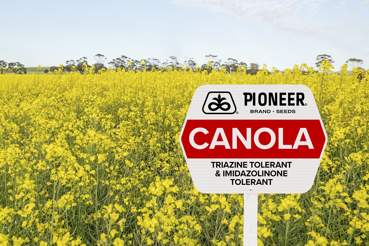 GS040 Q3 activities 2026 - Website canola page 600x400 v1_TRIAZINE TO AND IMI TO.jpg