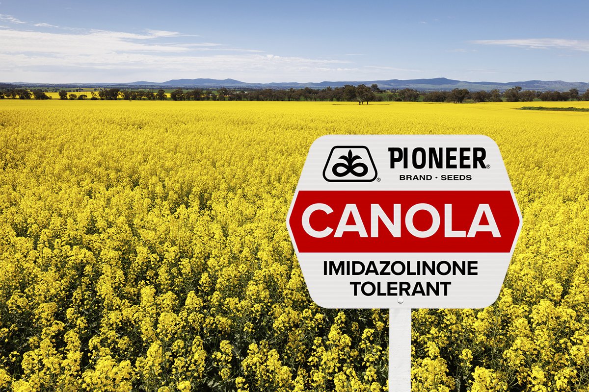 GS040 Q3 activities 2026 - Website canola page 600x400 v1_IMI TO.jpg