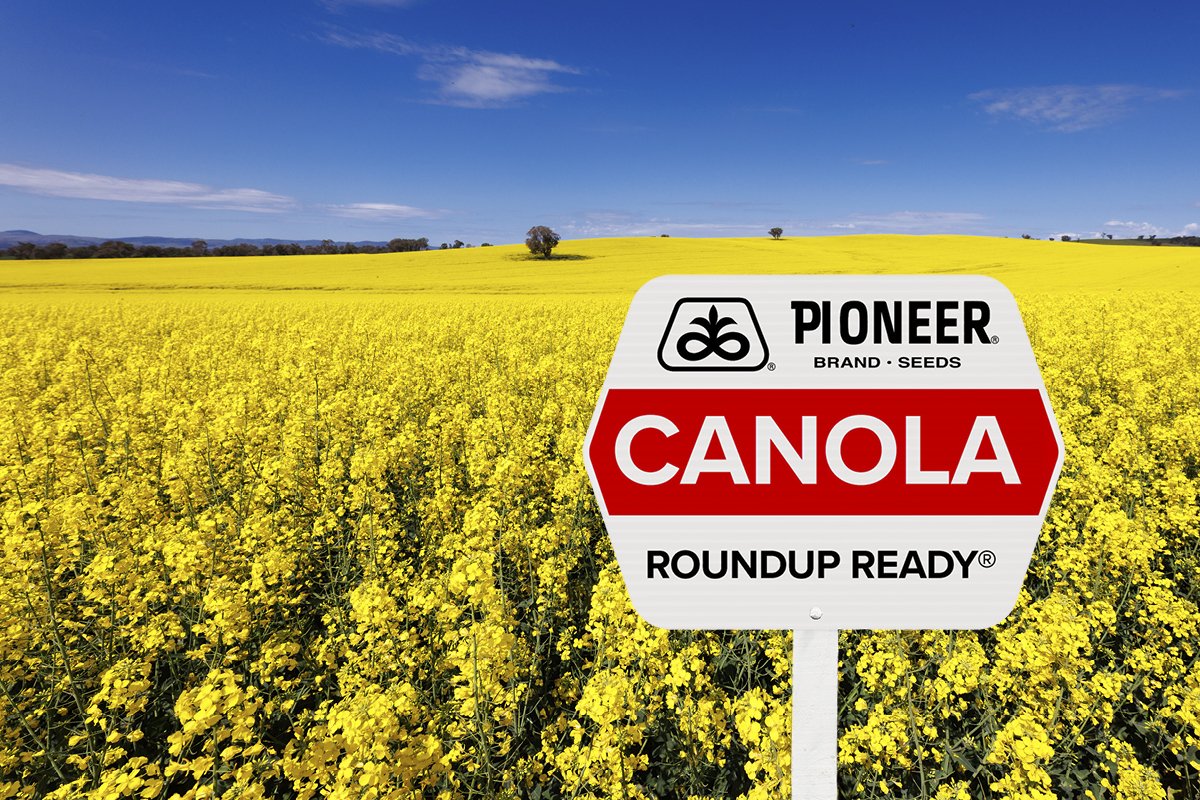 GS040 Q3 activities 2026 - Website canola page 600x400 v1_ROUNDUP READY.jpg
