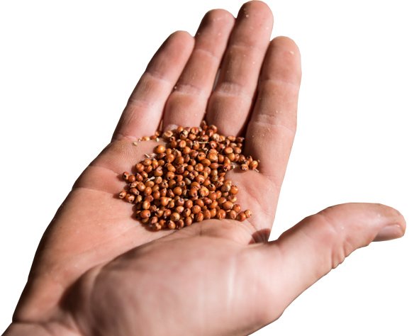 seed-in-hand.jpg