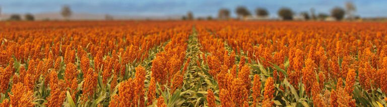 Home - Pioneer Seeds