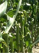 brittle_snap_corn_plants.jpg