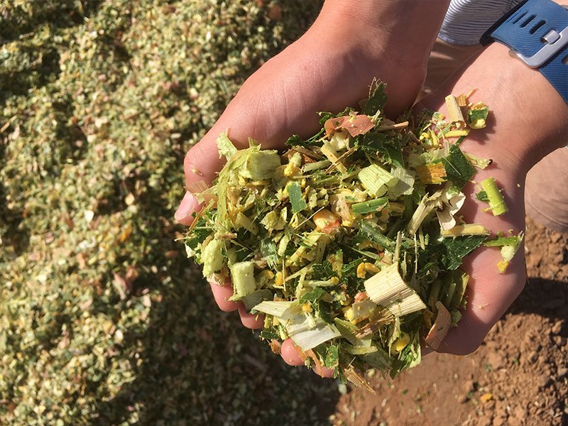 silage-inoculant-tn.jpg