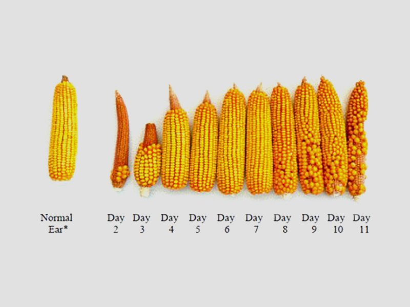 Corn Pollination Period Corn Ears Can Talk Integrated Crop And Pest