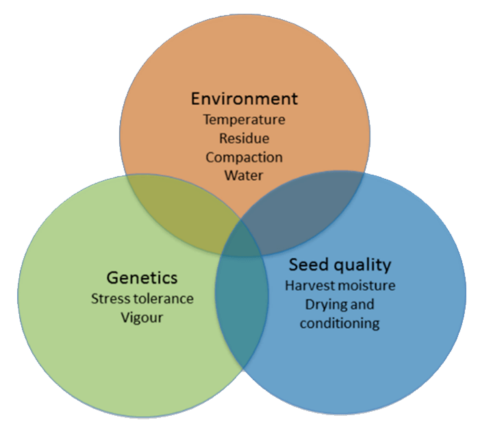 Sorghum-diagram.png