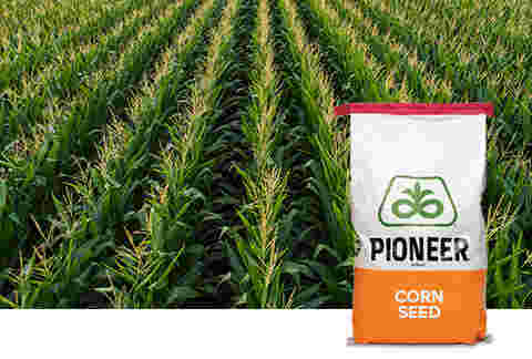Pioneer® brand Corn hybrids