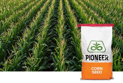 Pioneer Hi Bred
