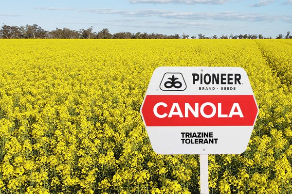 Canola-Herbicide-pic---TT2.jpg