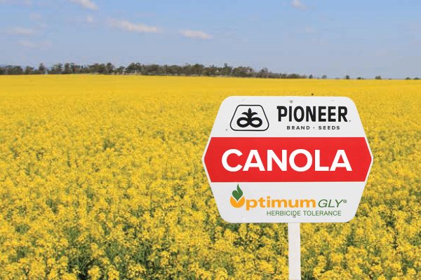 Canola-Herbicide-pic---OptiGly.jpg