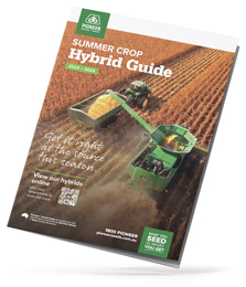 Corn cover image